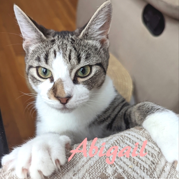 Meet your Posher, Purrmikitty - Picture 10 of 17